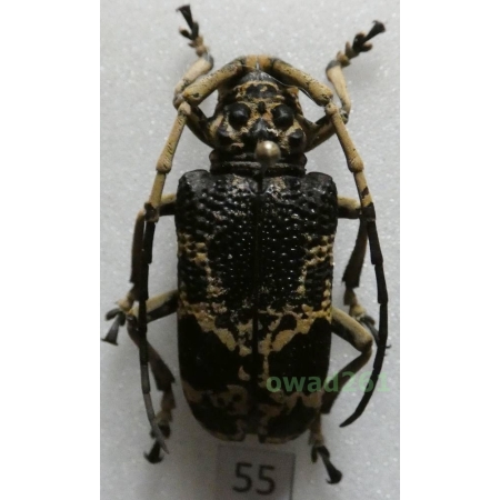 Phryneta marmorea (Olivier, 1792) Madagascar 33mm55